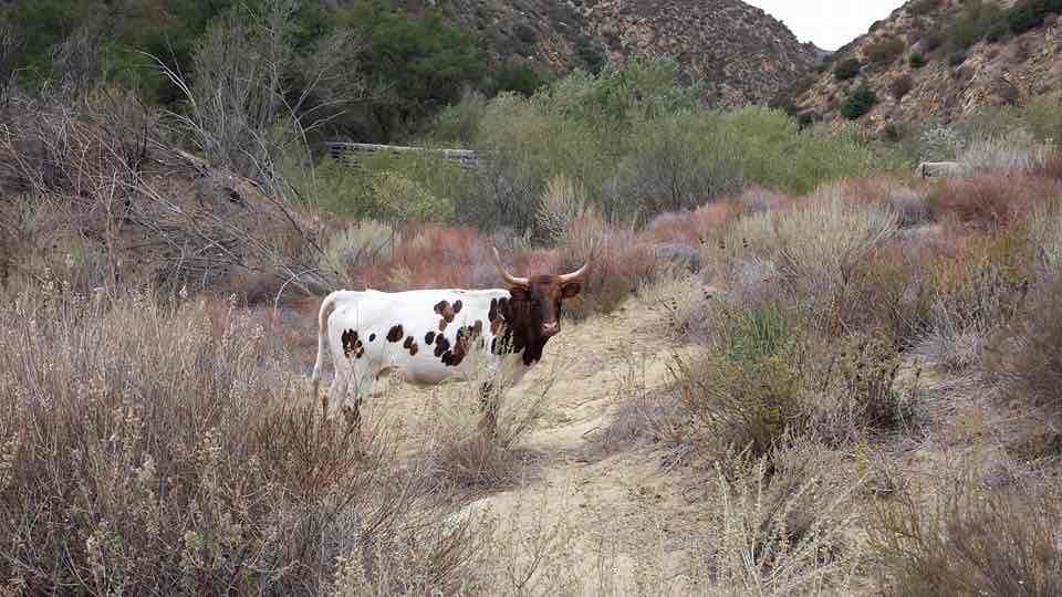 A cow encounter was in Devils Canyon