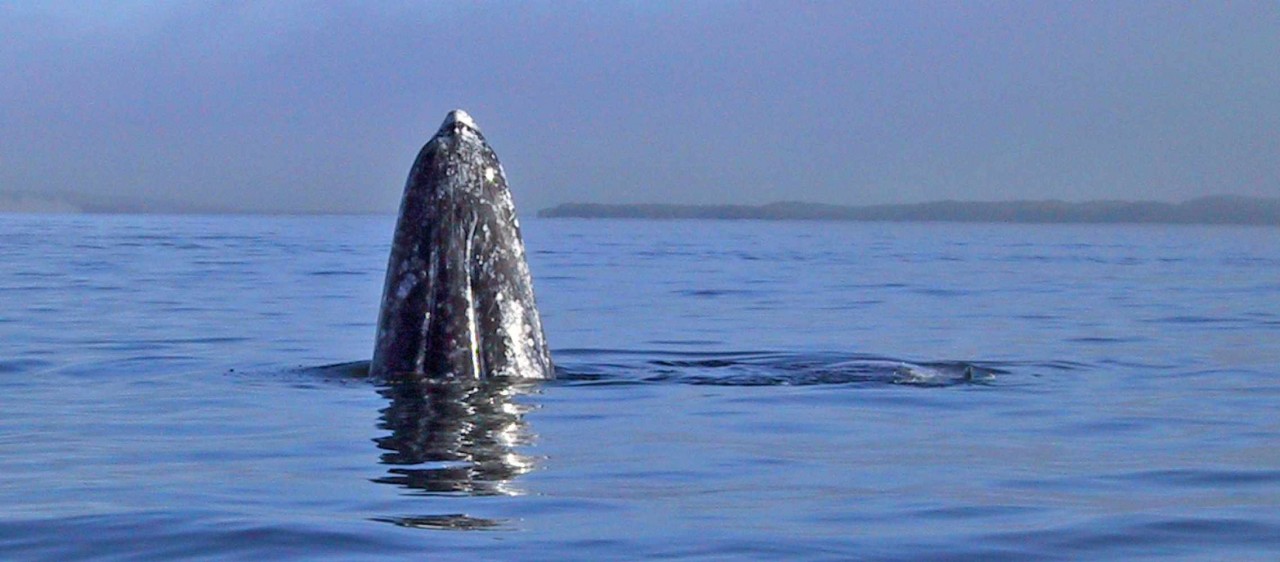 Whales of Magdalena Bay